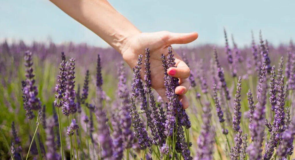 Lavender – Its Types and Medicinal Properties - Food Hyme