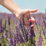 Lavender – Its Types and Medicinal Properties