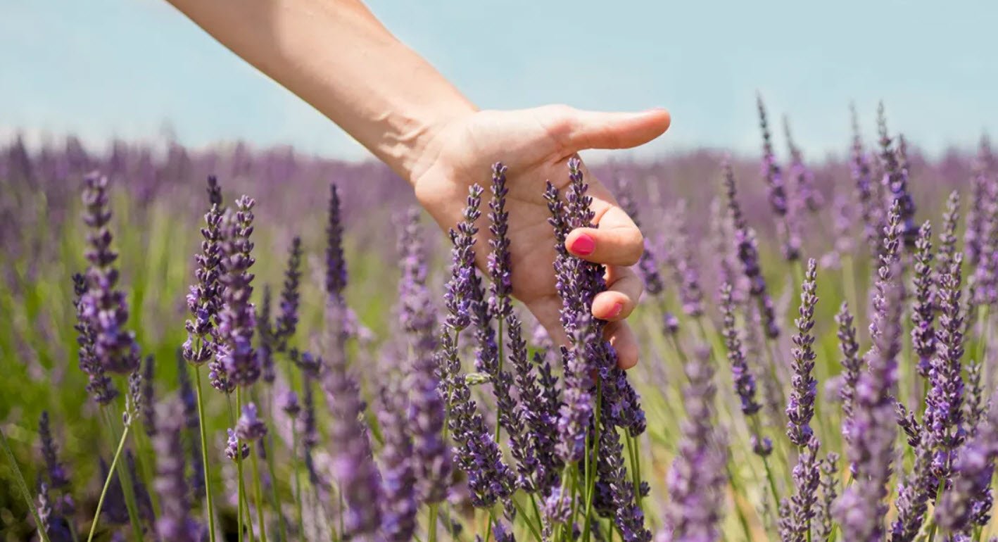 Lavender Types Medicinal Properties Foodhyme