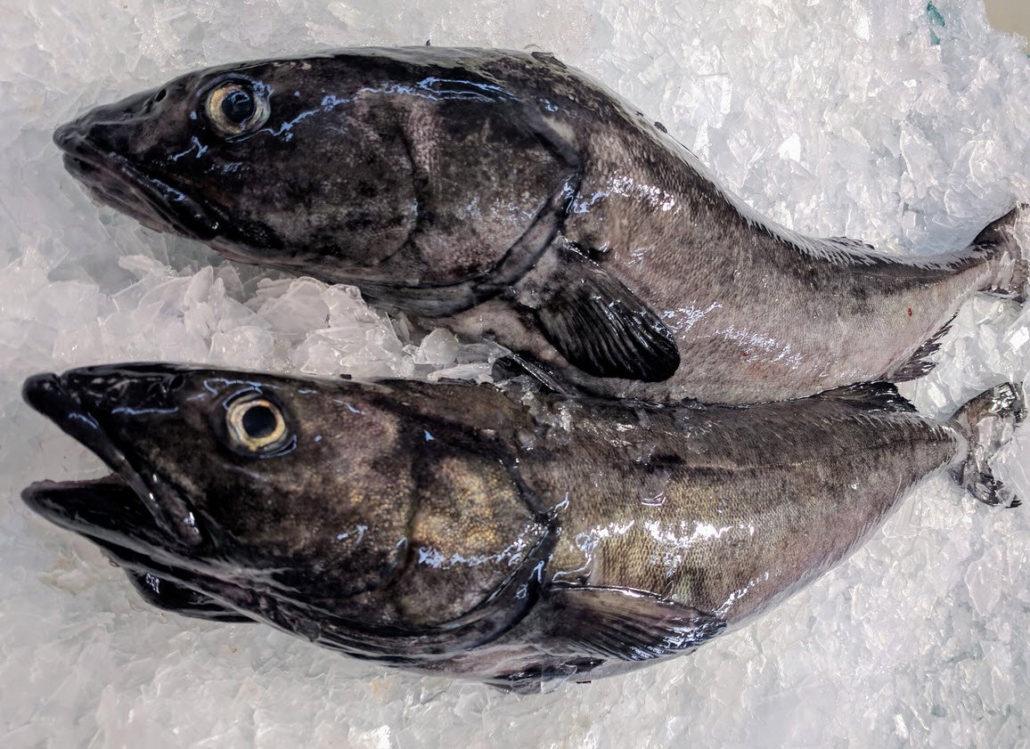 Sablefish seafood Foodhyme